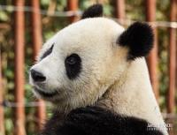 Uitstap Pairi Daiza