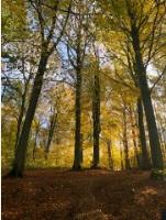 Wekelijkse Wijk Wandelingen sep>nov 25